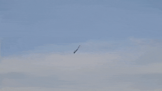    Су-57Э демонстрирует сверхманевренность гостям Dubai Airshow 2025. Источник: ТГ-канал "Военный Осведомитель"