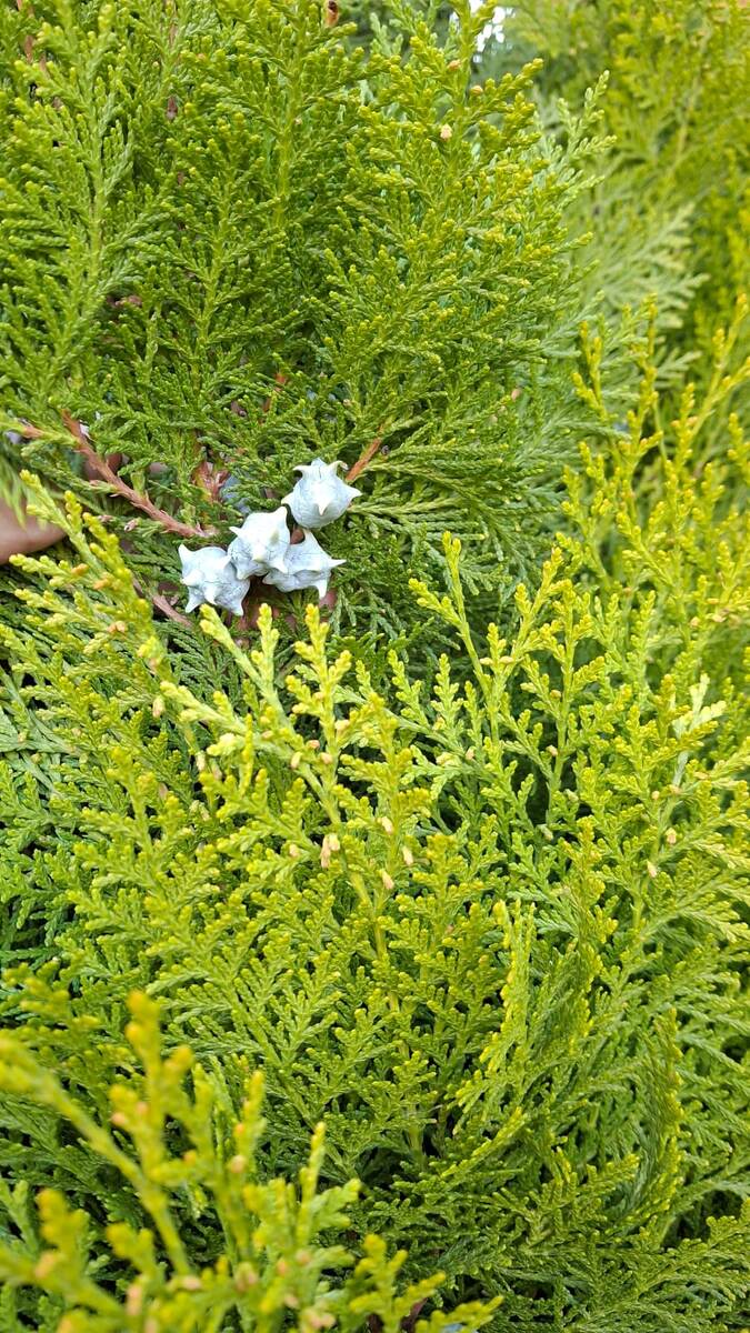 Шишки на туе ауреа нана в октябре