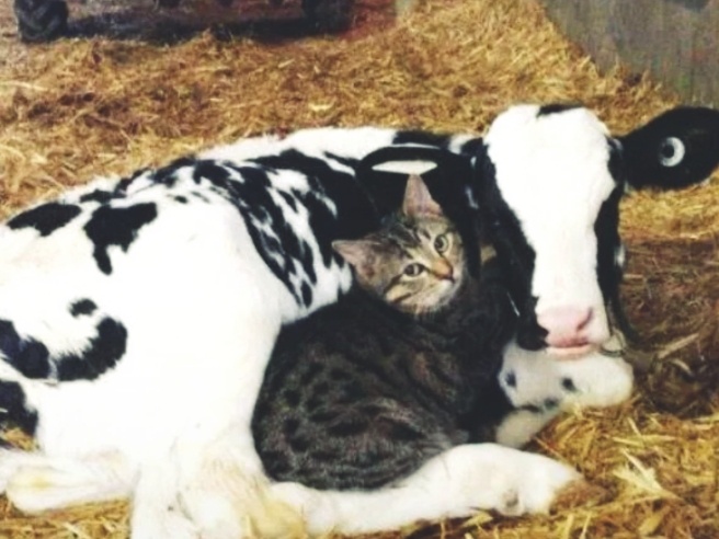 Только ли в молоке дело?Зачем кошки дружат с коровами