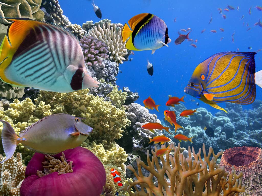 Разнообразный мир коралловых рифов