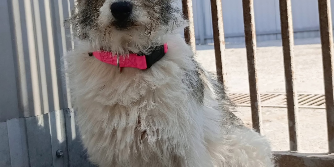 🌟 Чита: Маленькая звездочка ищет свой дом! 🌟