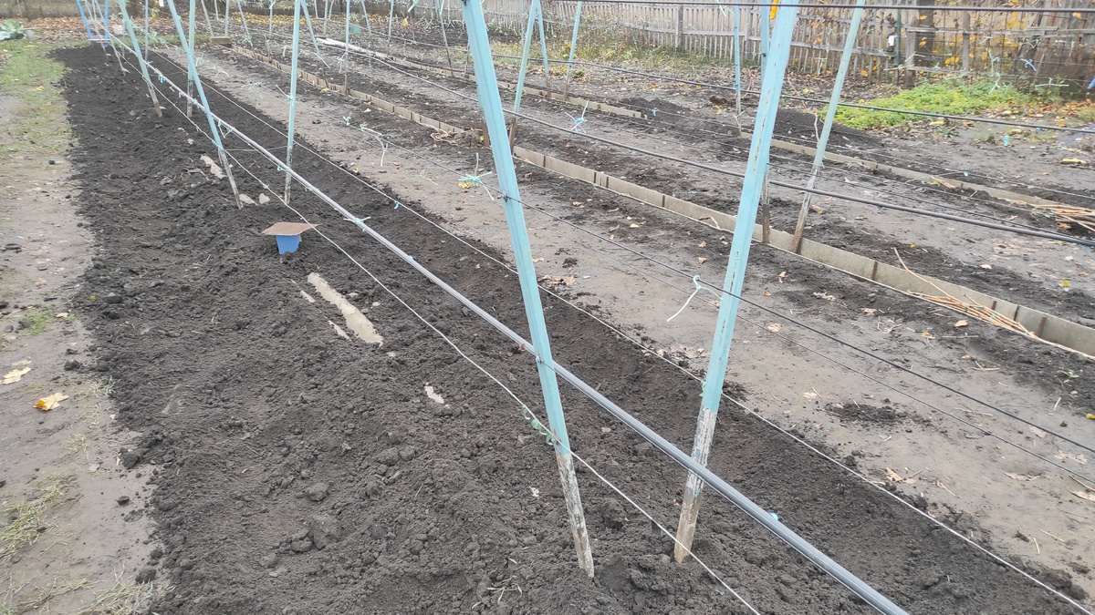 Укрытие винограда.