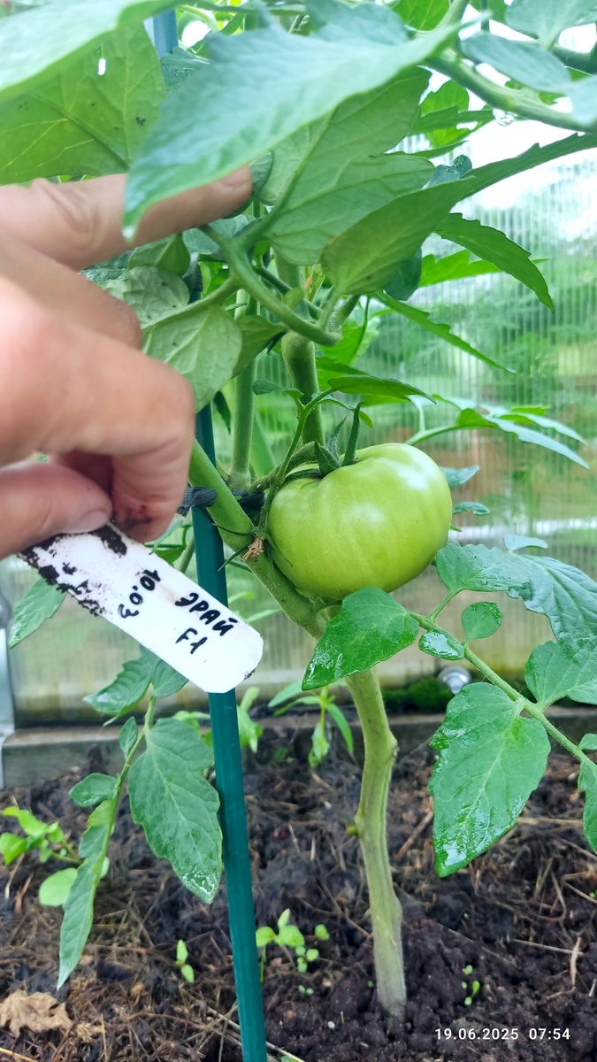 Томат «Эрай F1» (также известный как «Пинк Хит F1») — это индетерминантный (высокорослый), раннеспелый розовоплодный гибрид от турецкой компании Yuksel Seeds. Он ценится за высокую урожайность, отличные вкусовые качества, крупный размер плодов (280–320 г) и устойчивость к растрескиванию. Гибрид подходит для выращивания в теплицах и открытом грунте, а также подходит для коммерческого производства благодаря высокой лежкоспособности и хорошей транспортабельности. 