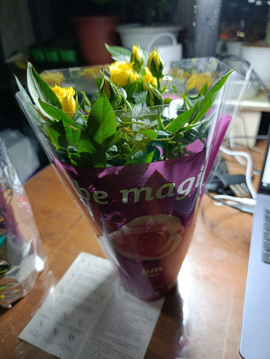 Подаренный кустик жёлтых розочек, живой. Завтра в горшок пересажу.