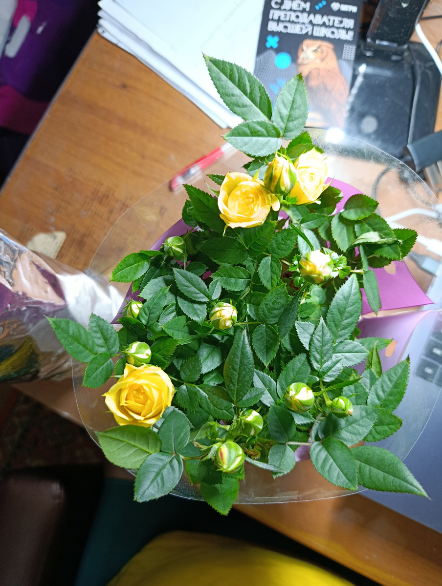 Этот же кустик, вид сверху.