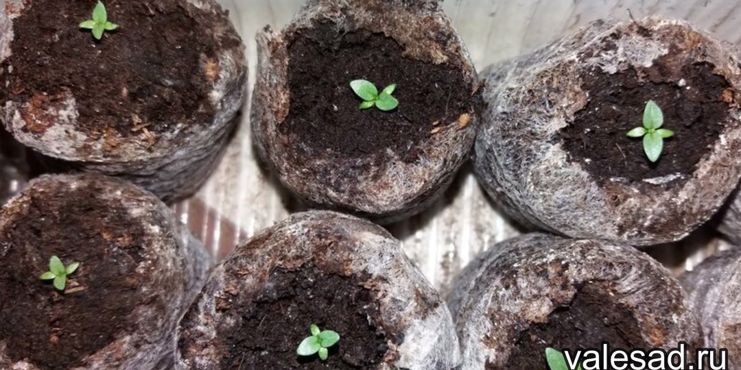 Эустоме после появления всходов - обязательно для быстрого роста и развития всходов эустомы