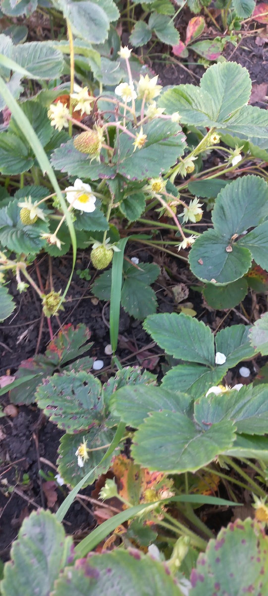 И это октябрь у  соседей 