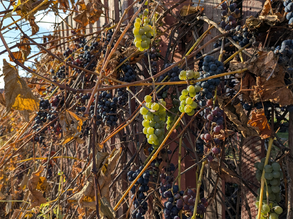 Типичный забор в нашем садовом товариществе