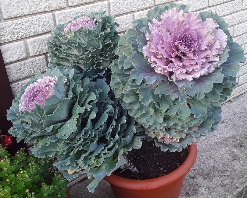 "Букет" из декоративной капусты