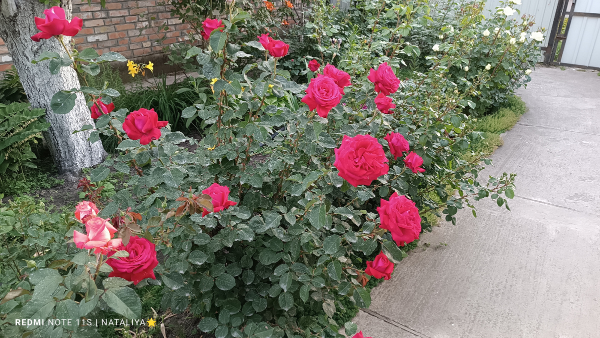 Роза Burgundy 81 (Бургунд 81)