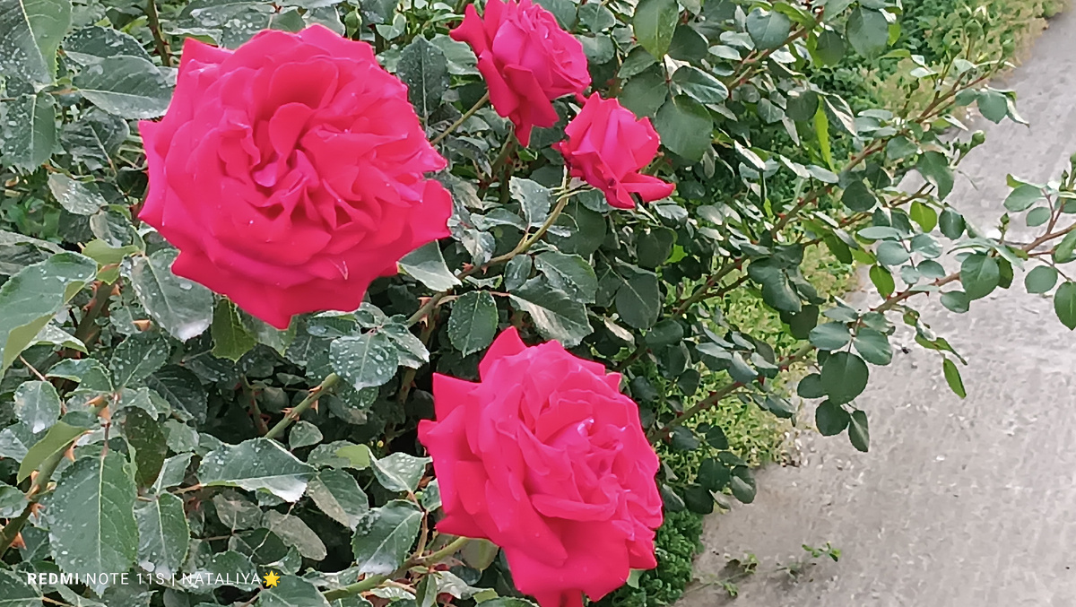 Роза Burgundy 81 (Бургунд 81)