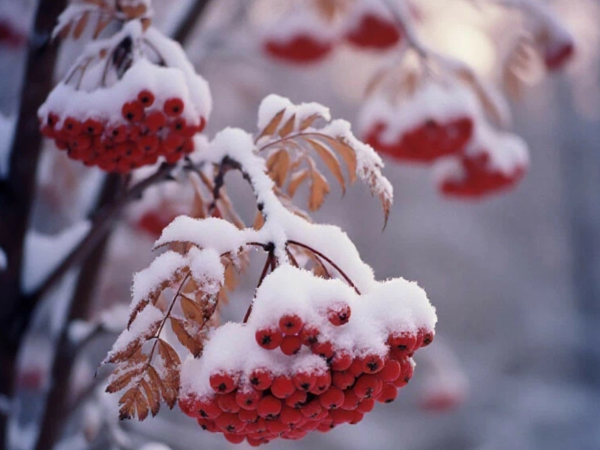 Зима а мы уже сеем. Картинка автора из нейросети