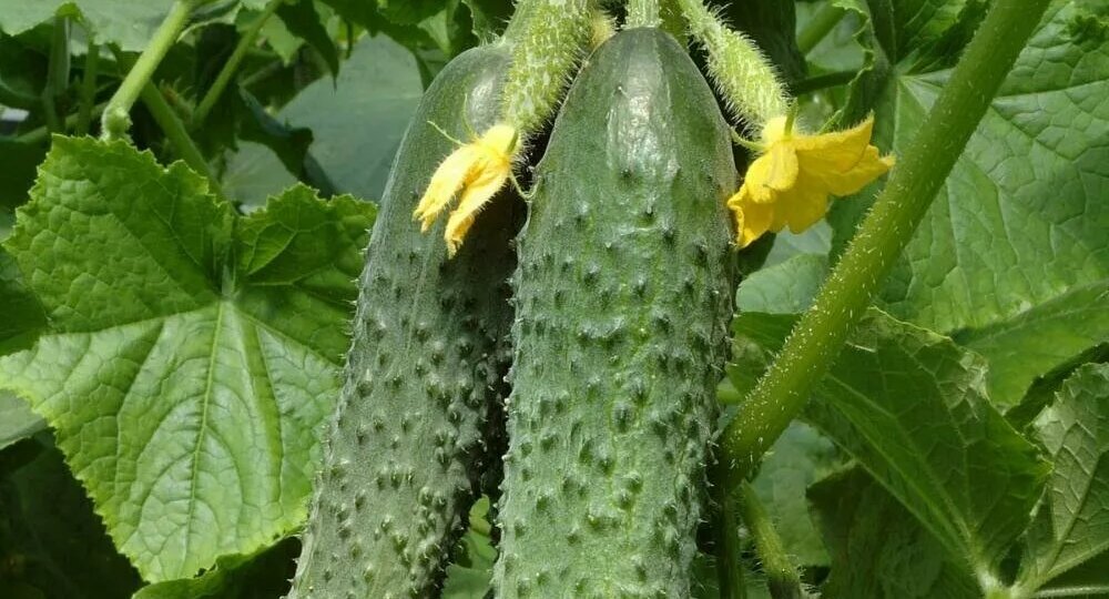 Какие огурцы выбрать для посадки?