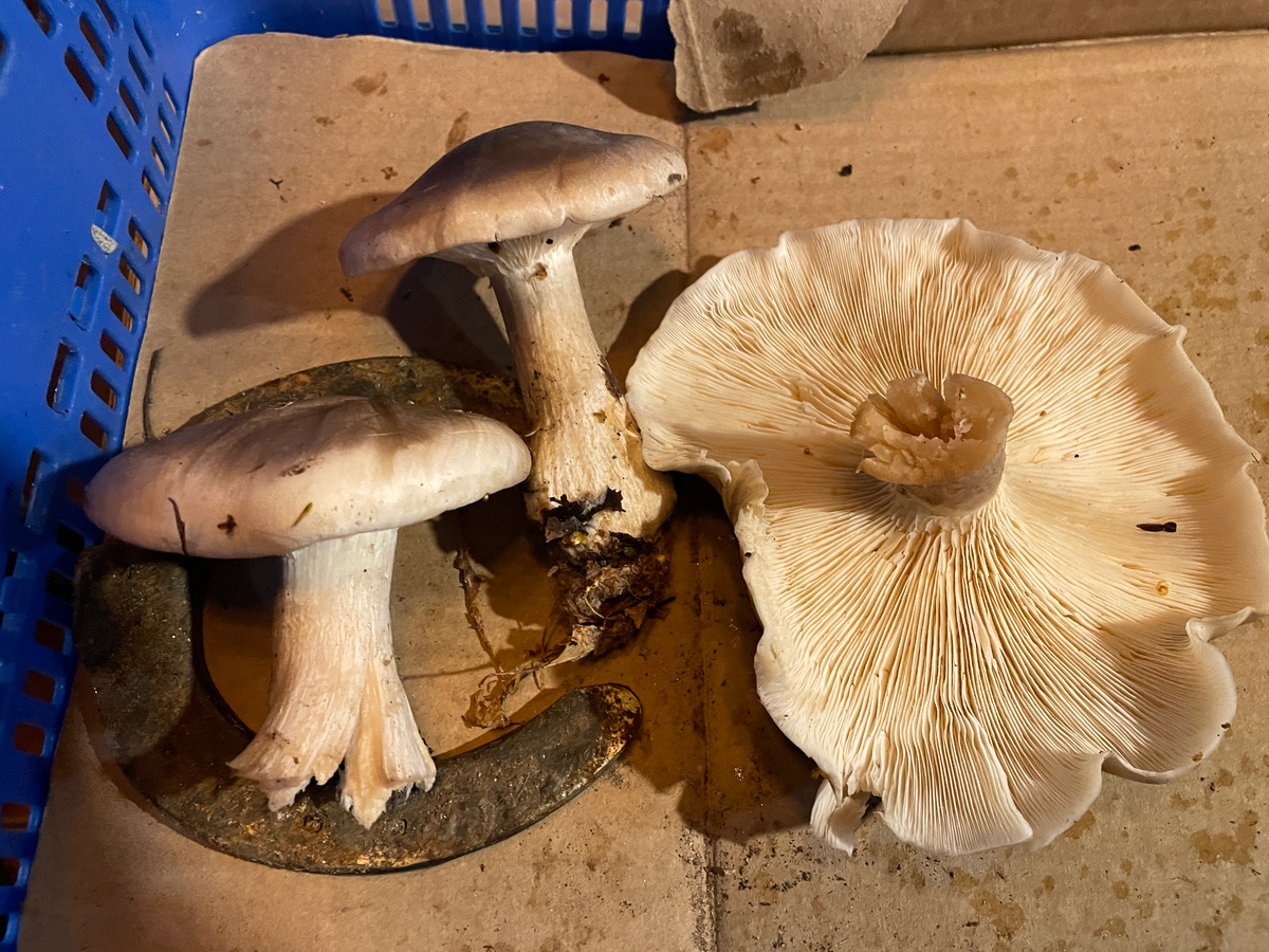 Говорушка дымчатая, насколько я смогла определить по фото на грибных сайтах