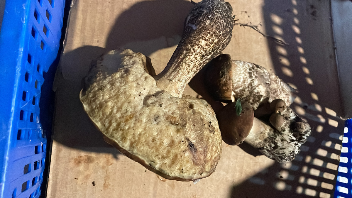 Подберезовик и белые