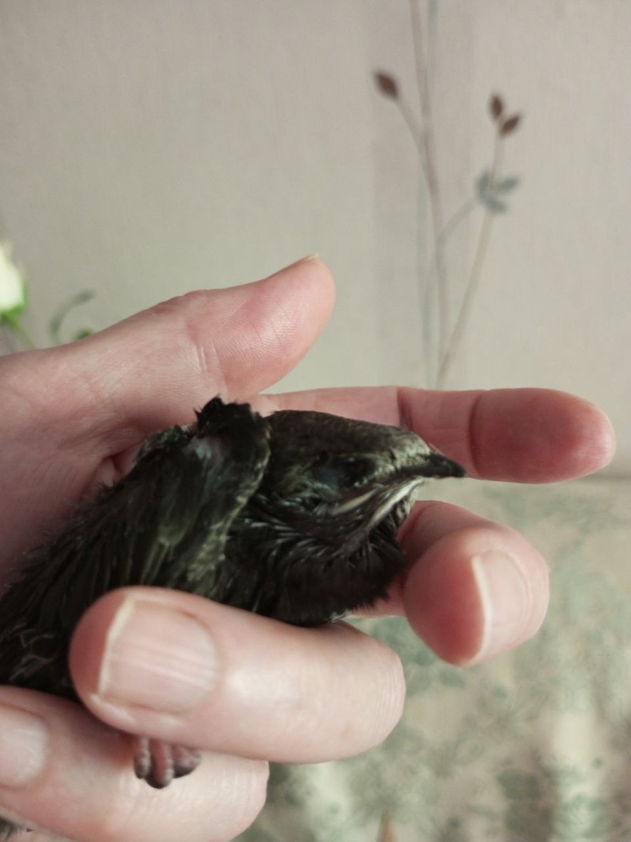 Нахохлился