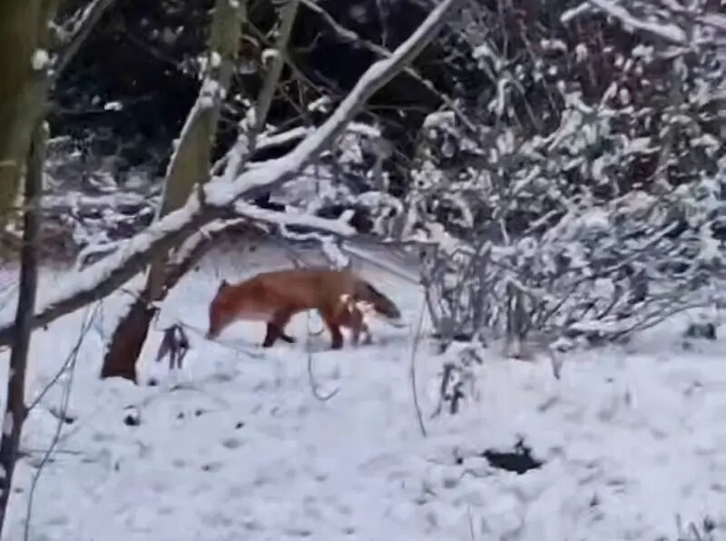    Фото: скриншот видео из телеграм-канала Ботанического сада Петра Великого