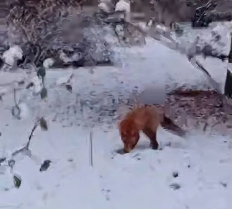    Фото: скриншот видео из телеграм-канала Ботанического сада Петра Великого
