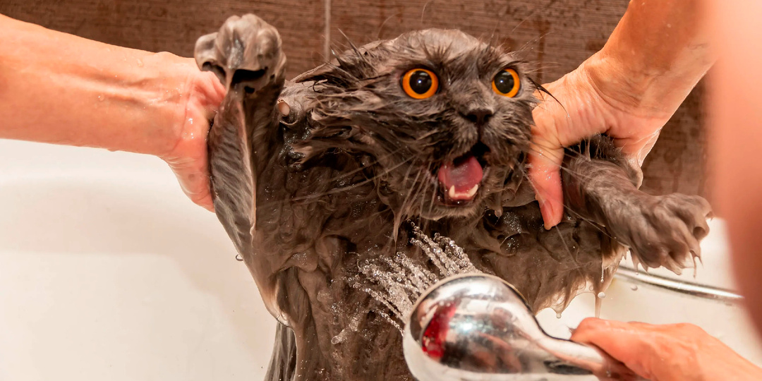 Сколько времени кот помнит моральный ущерб, нанесенный ему мытьем