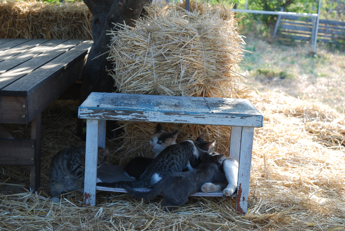 Тут они уже подросшие. 