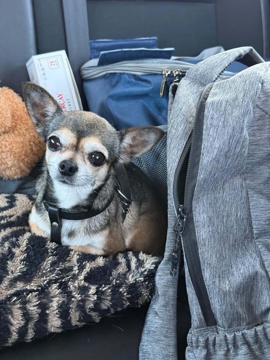 Наш милый пассажир по кличке "Милка"