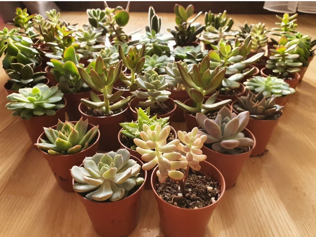 Многим популярным сейчас растениям все подряд в грунт добавлять точно не стоит