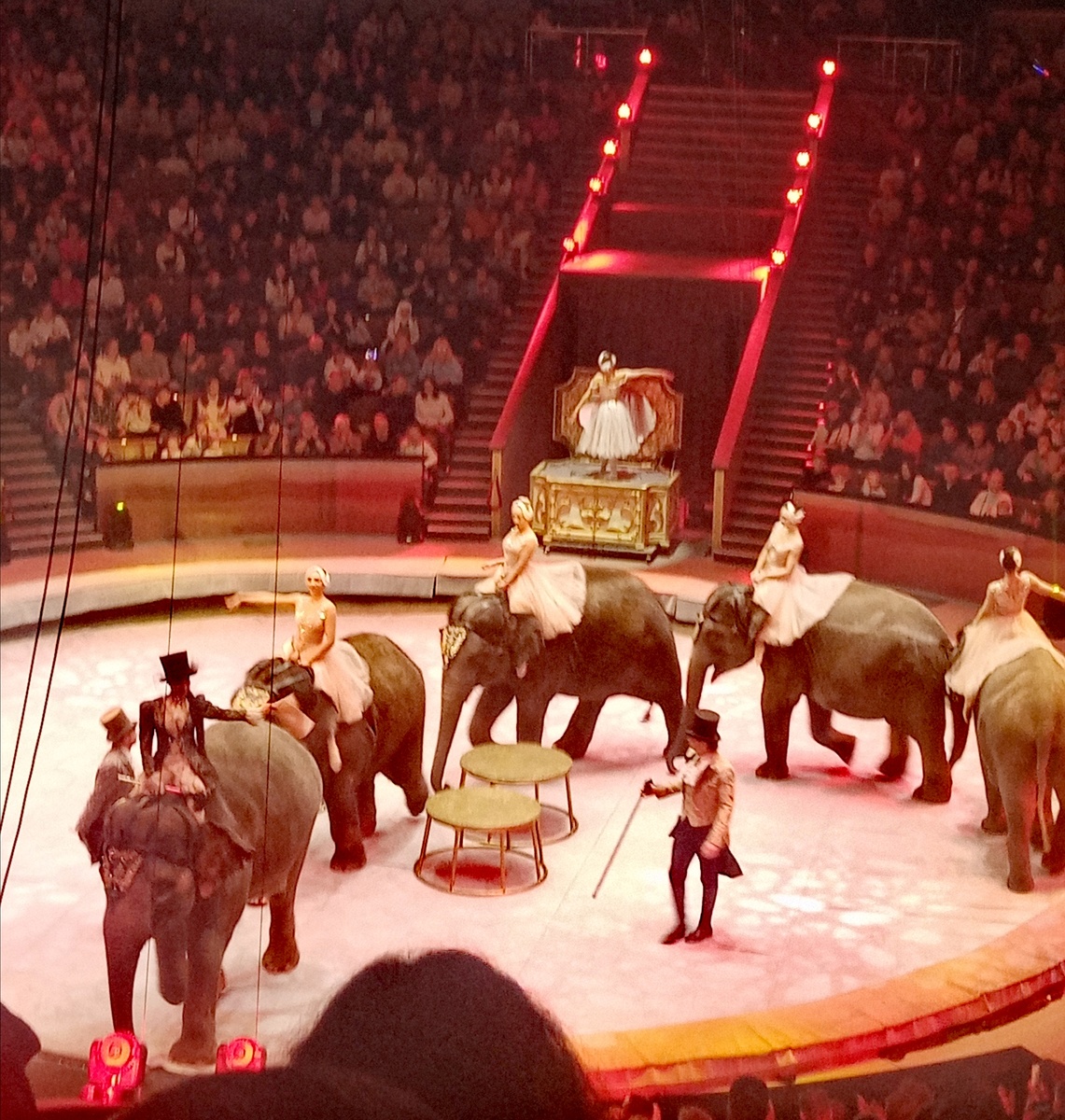В Большом московском цирке (все фото автора) 