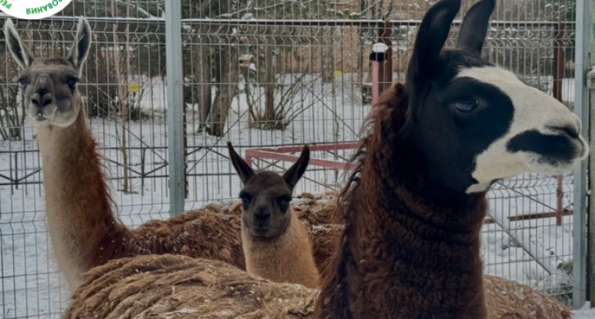    Жители Коми всем миром выбрали имя детенышу ламы в зоопарке