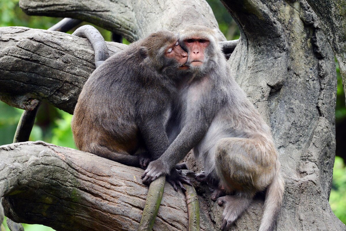    фото:catmanc/Shutterstock/Fotodom.ru