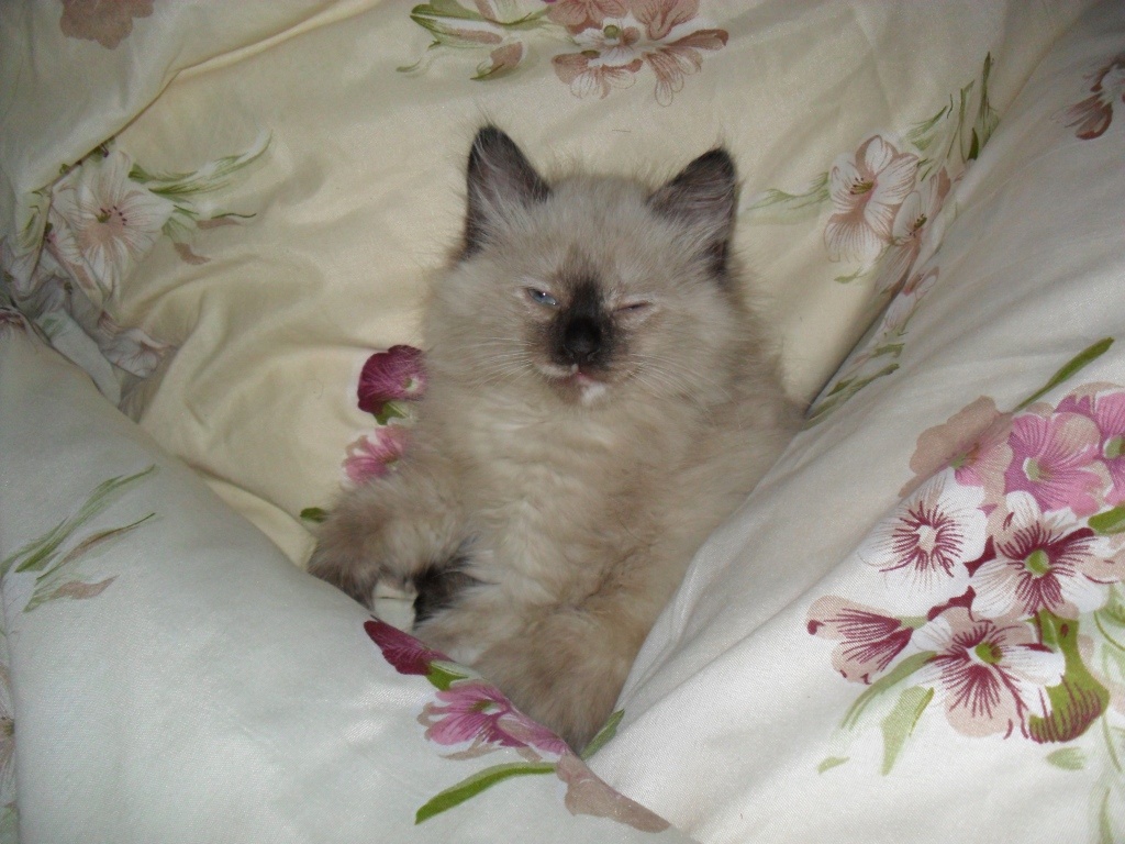 недавно из приюта..глазик бобо, блохи, ушной клещь.