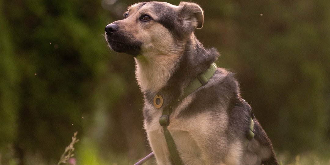 Собачье доверие: как предсказуемые команды формируют связь