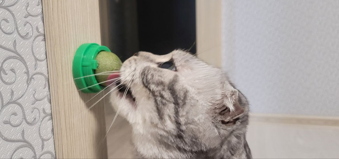 Кошачья мята и почему её так любят кошки