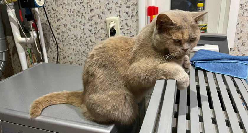    Забудьте про подранные диваны: как подстричь коту когти без болей и шипений