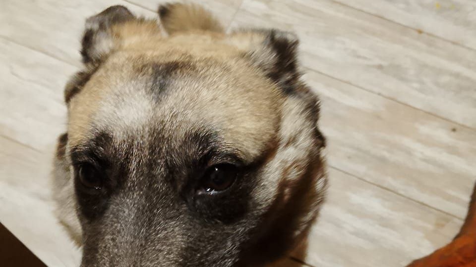 ❗ ДОМА ❗ Собаку выкинули в подъезд