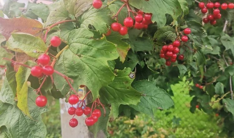    Фото: Лукьянов Дмитрий, AgroXXI.ru