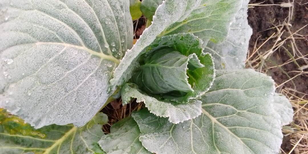 Первый иней на капусте: когда и как убирать урожай для хранения