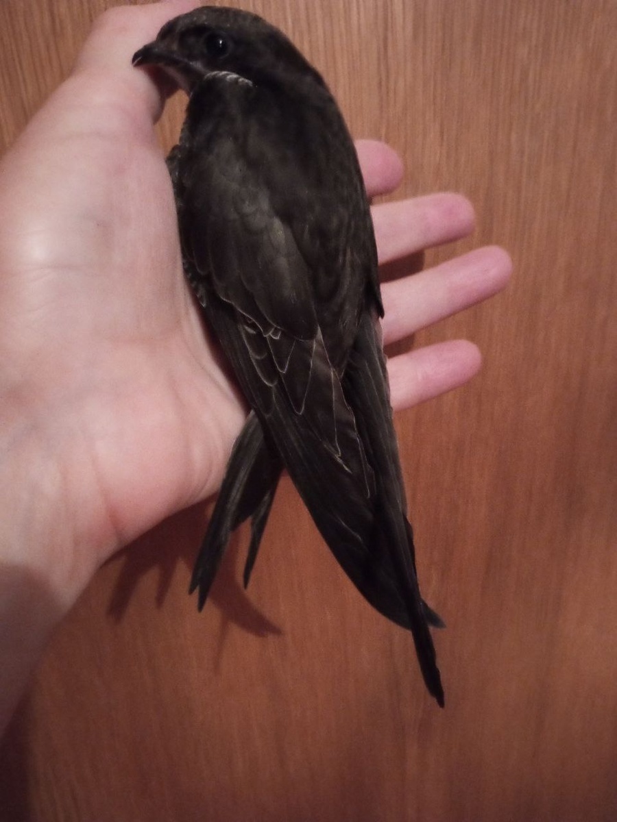 Сердце на ладони