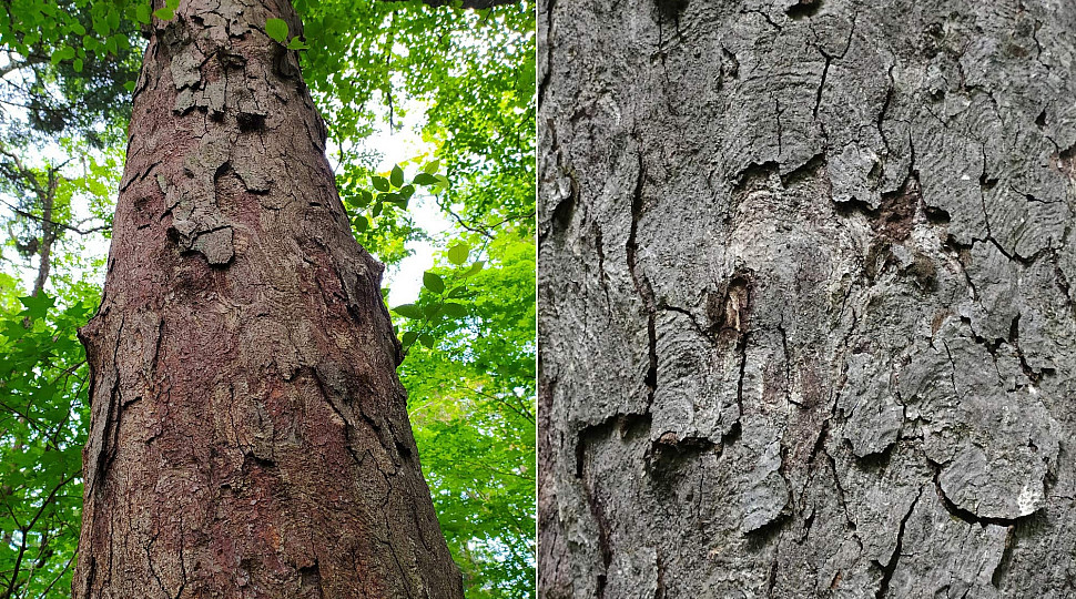 Дерево, которое превзошло металл: как из Березы Шмидта делали подшипники, а потом она оказалась в Красной книге