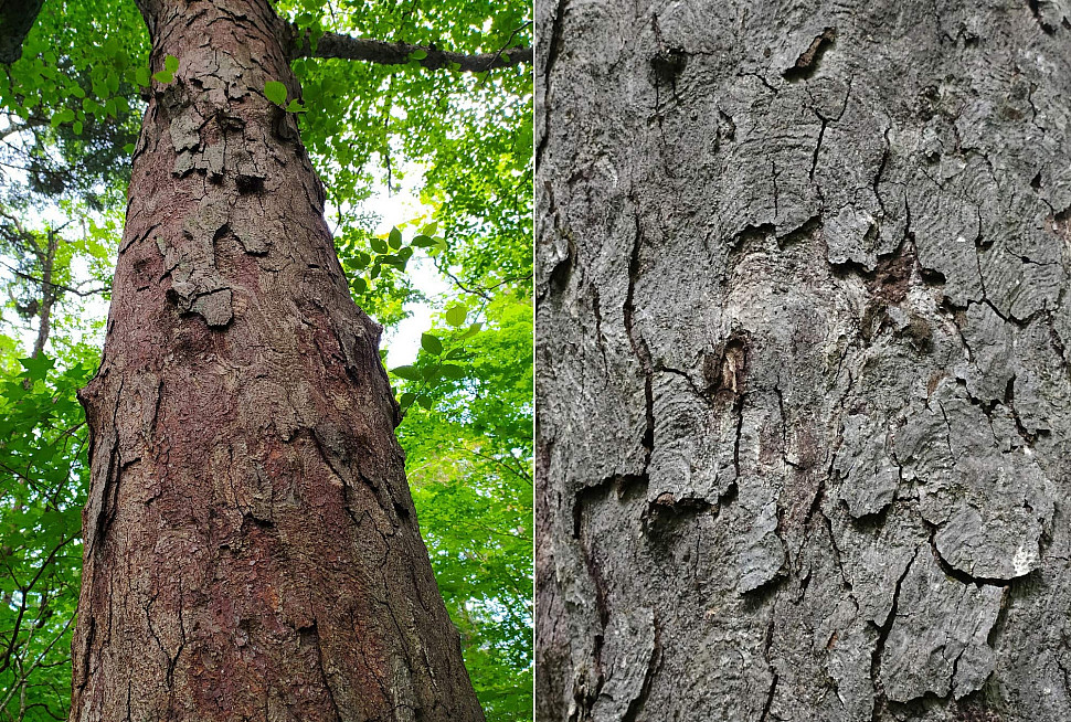 Ствол вблизи