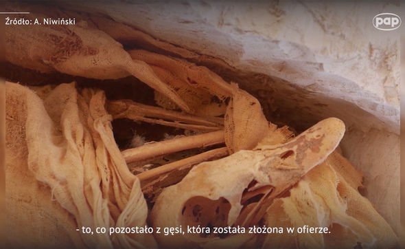 Скелет гуся