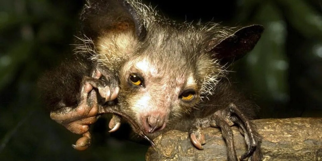 Палец смерти: как охотится самый страшный зверь на планете