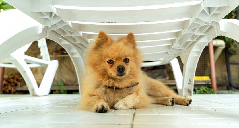    Мини-облако, которое любит гулять: порода, созданная для квартиры, но обожает движение и свободу