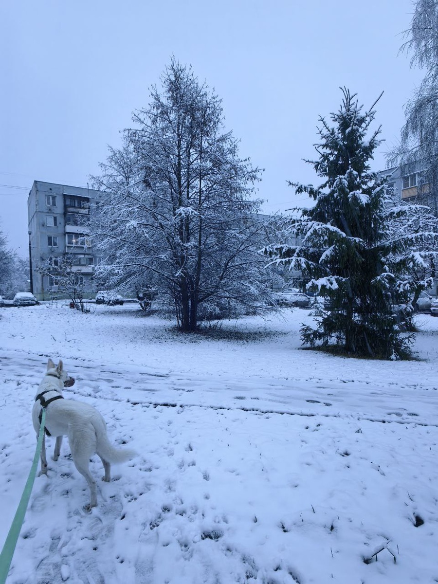 С первым снегом! Который куда-то пропал)