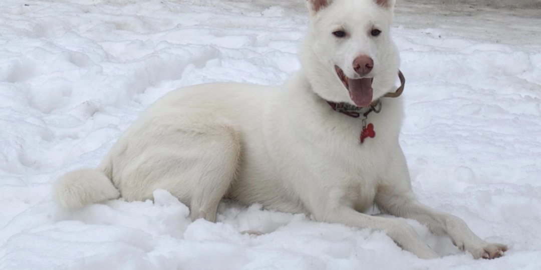 Каждый раз, когда выпадает первый снег, мы вспоминаем этого пса