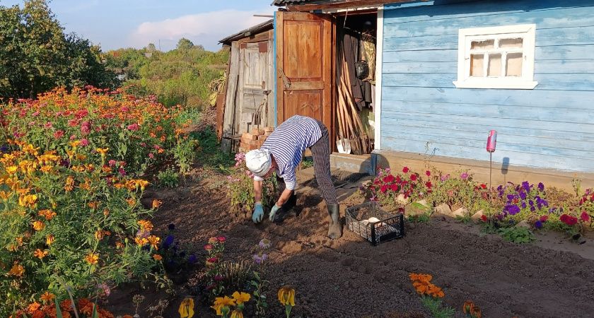    Больше спину не гнем: в ноябре обрабатываем участок от сорняков по методу Менделеева - эффект на 5 лет