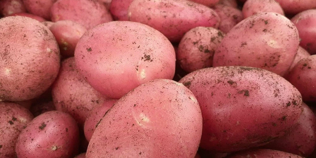 Урожаем довольна: от каких сортов не откажусь