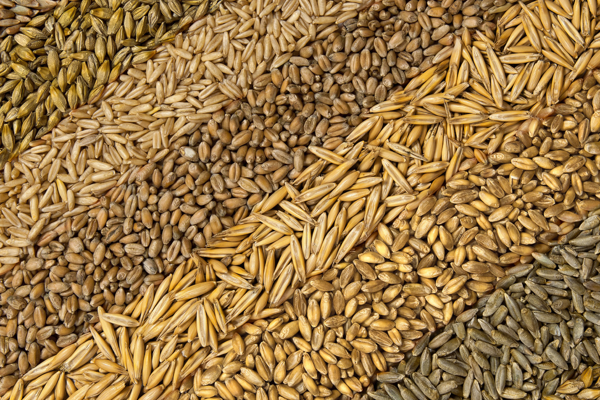 Зерно "Чёрный хлеб"