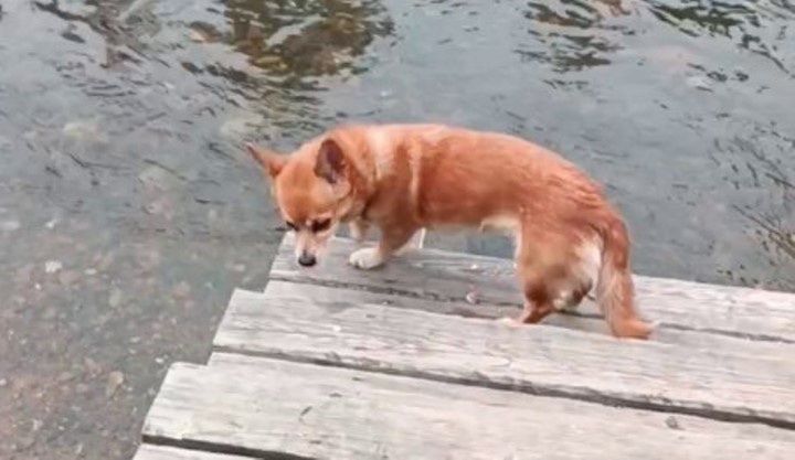 ФОТО: телеграм-канал Ирины Усольцевой.