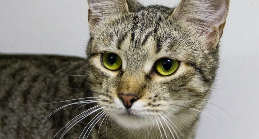 Внимание, добрый человек! Вас ожидает гражданка Зоодомова! 😸