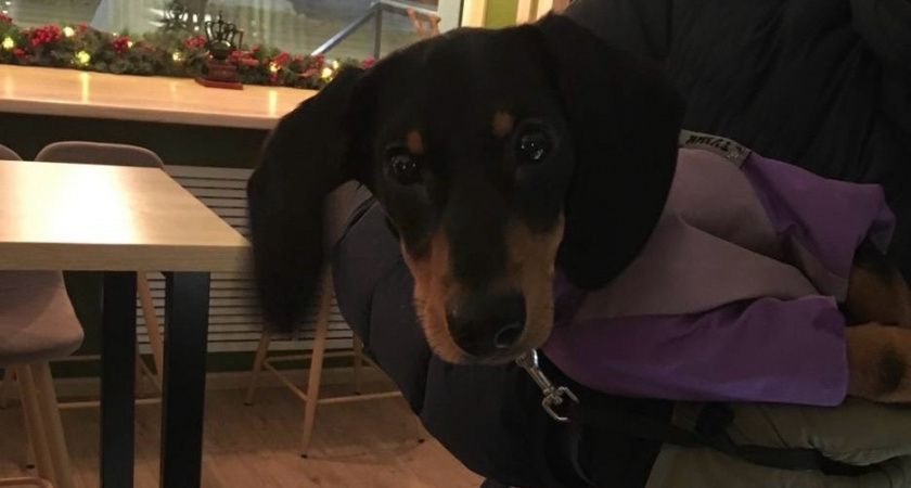    Звезды лают: какая порода собак – ваш идеальный компаньон по знаку зодиака